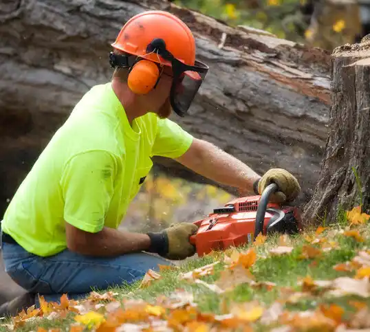 tree services Morganville